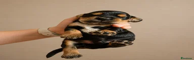 Black & Tan Blue Collar - Bruce