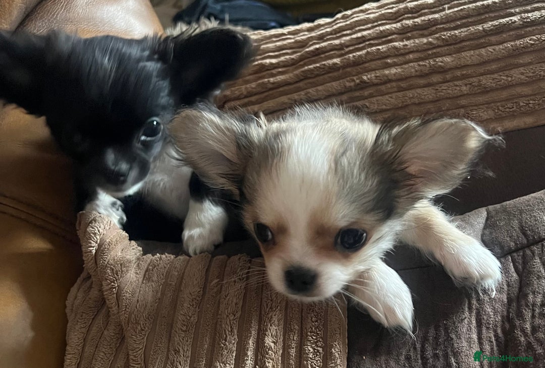 Chihuahua dogs for sale: KC chihuahua long haired boy pup ready now  - Image 3