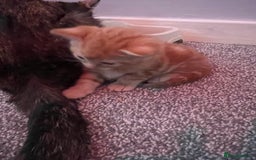 Mixed Breed cats for sale: 2 black male kittens ginger female  - Image 9