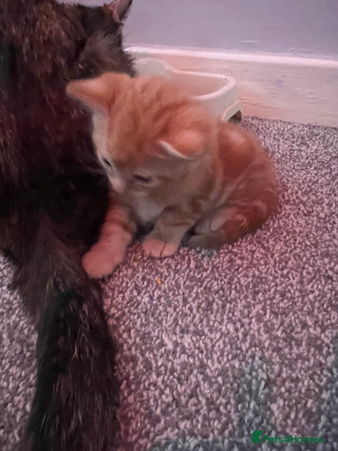 Mixed Breed cats for sale: 2 black male kittens ginger female  - Image 9