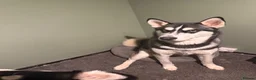 Siberian Husky dogs for sale: Siberian Husky Puppies  in Dunfermline - Advert 11