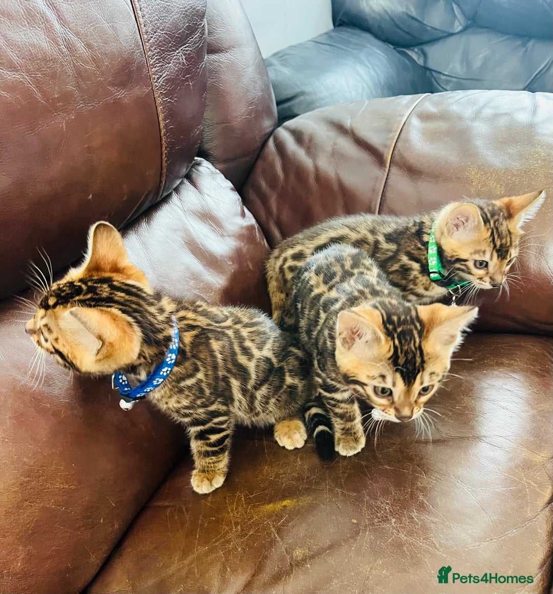 Bengal cats for sale: Available Pure Bengal kittens now! ♥️ - Image 24