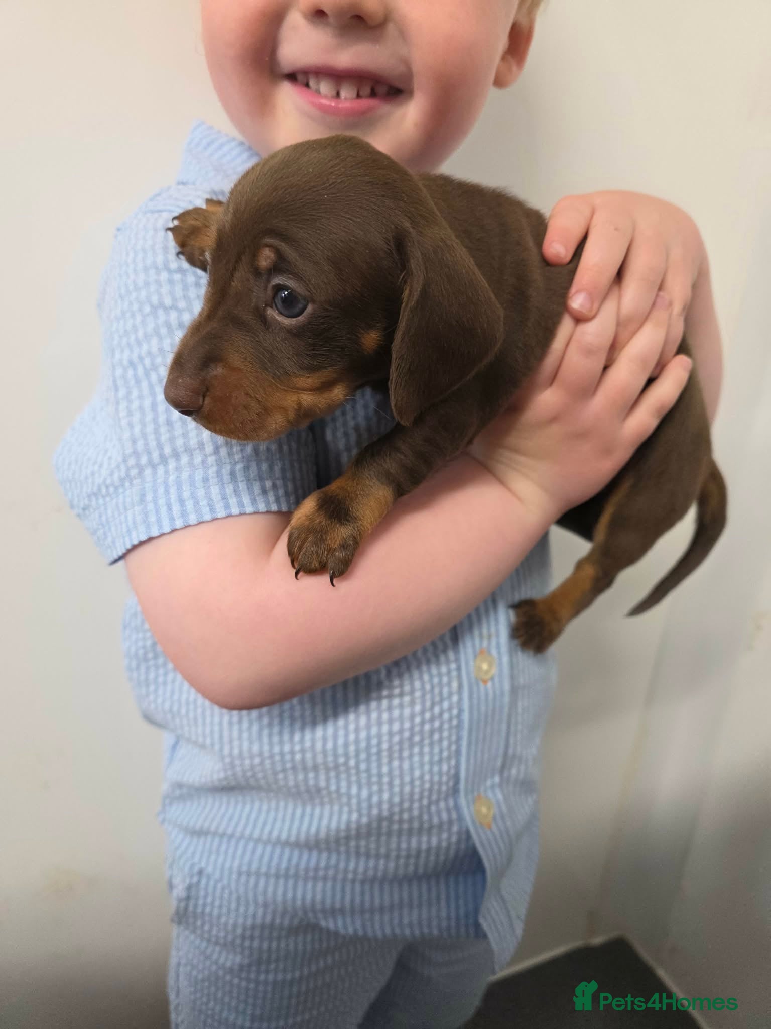 Miniature Dachshund dogs for sale: Miniature dachshund pups - Advert 1