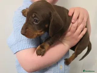 Miniature Dachshund dogs Miniature dachshund pups - Advert 2