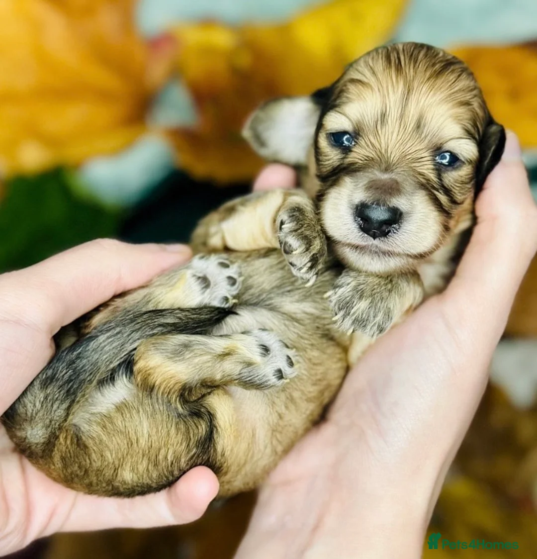 Miniature Dachshund dogs for stud: KC Registered - Health Tested - Proven Stud Dog 🏅 - Advert 30