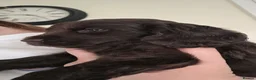 Cockapoo dogs for sale: Beautiful Chocolate Cockapoos  in Stafford - Advert 4