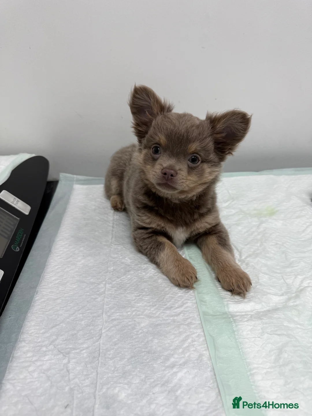 Chihuahua dogs for sale: 1 Exquisite lilac and tan chihuahua puppy in Preston - Advert 25