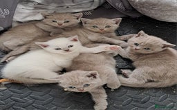 British Shorthair cats for sale: Adorable British short-hair kittens - Image 1
