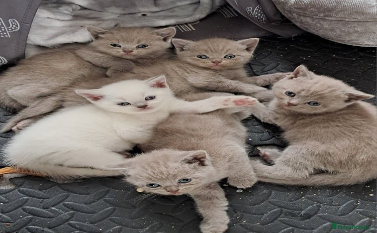 British Shorthair cats - Advert 13