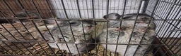 Chinchilla rodents for sale: 2 female chinchillas  - Advert 1