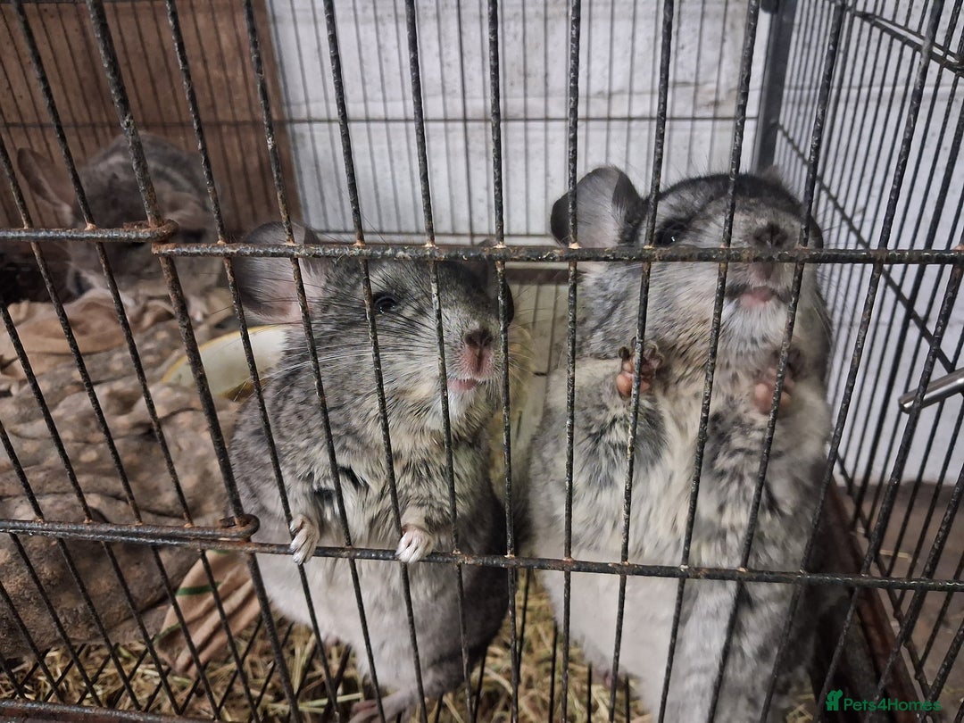 Chinchilla rodents for sale: 2 female chinchillas  - Advert 1