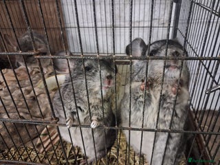 Chinchilla rodents 2 female chinchillas - Advert 2