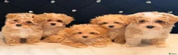 Maltipoo dogs for sale: Little Maltipoo F1 puppies❤️ - Advert 3