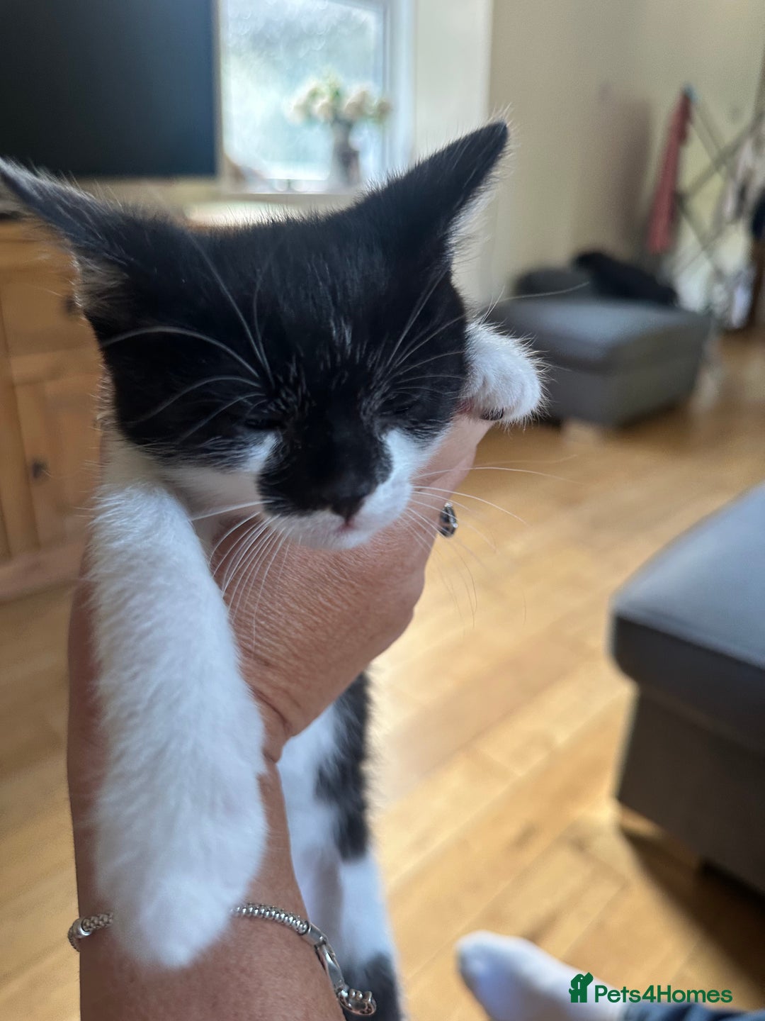 Domestic Shorthair cats for sale: Gorgeous traditional Black and white kittens  - Image 18