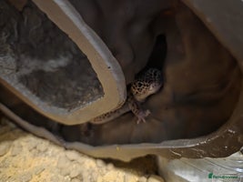 Leopard Gecko reptiles - Advert 2