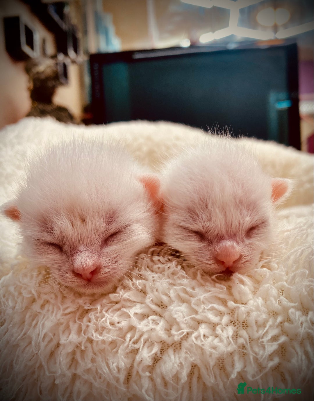 Ragdoll cats for sale: Beautiful Ragdol - Image 19