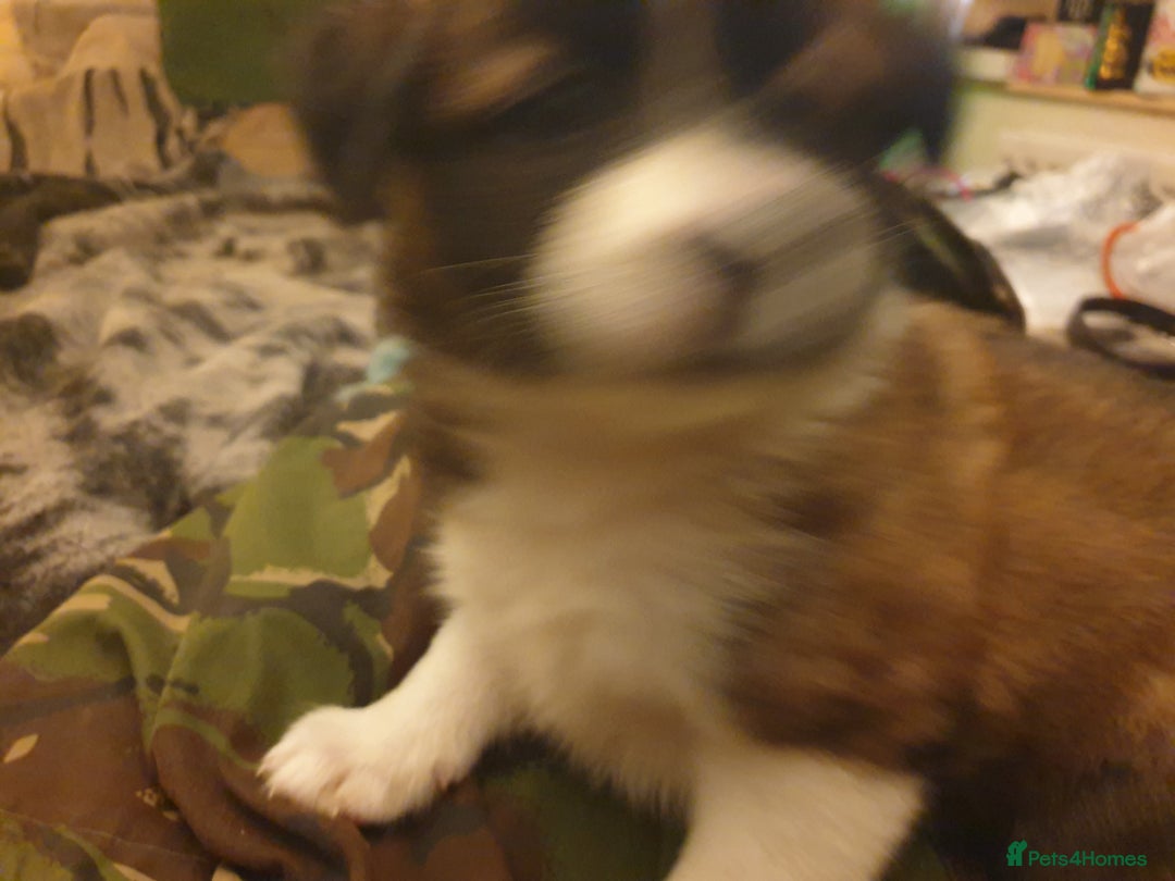 Mixed Breed dogs for sale: 3 Dogs  - Image 3