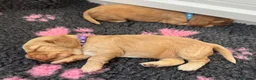 Cocker Spaniel dogs for sale: Beautiful Golden Cocker Spaniel Puppies KC Reg. - Advert 9