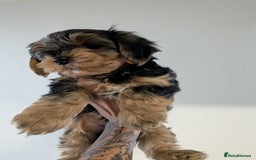 Yorkshire Terrier dogs for sale: 7 male Yorkshire terriers ready to leave.  - Image 7