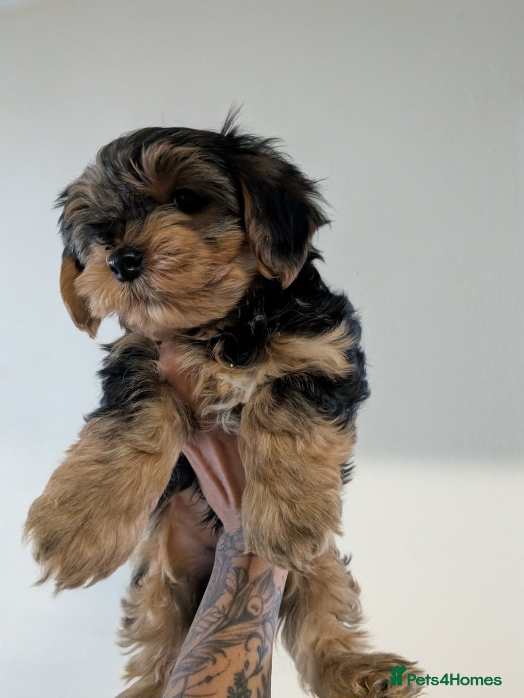 Yorkshire Terrier dogs for sale: 7 male Yorkshire terriers ready to leave.  - Image 7