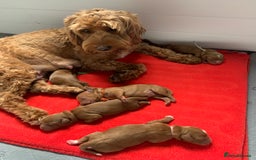 Cockapoo dogs for sale: 3 Stunning Dark Red Cockapoo Puppies - Image 24