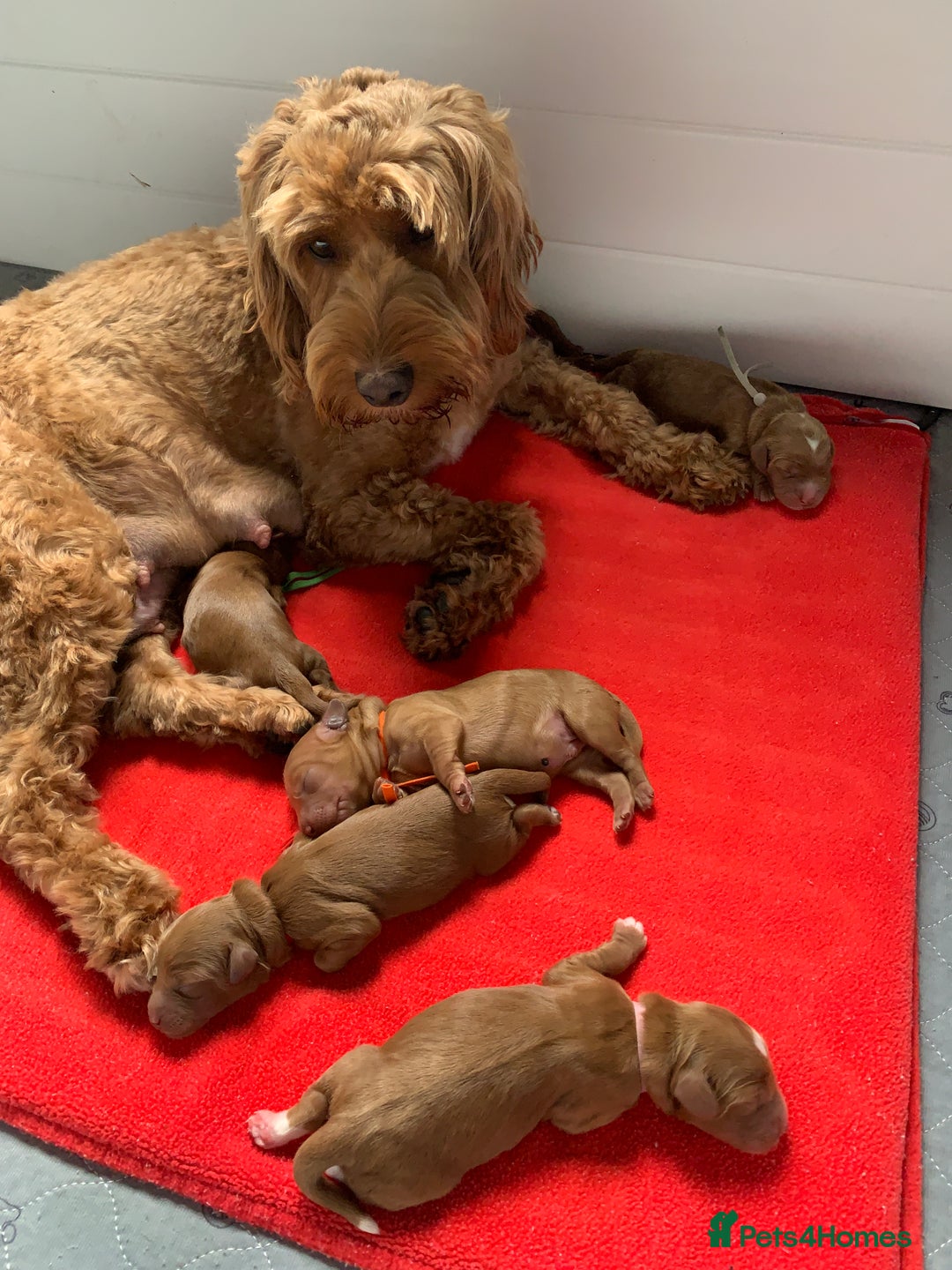 Cockapoo dogs for sale: 3 Stunning Dark Red Cockapoo Puppies - Image 24