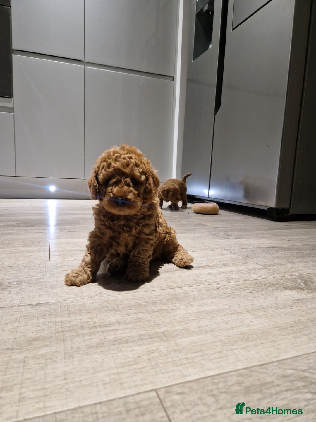 Cockapoo dogs for sale: Cockapoo F1B puppies.  - Image 4