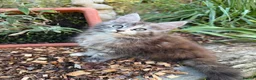 Maine Coon cats for sale: TICA Registered Pedigree Maine Coon Girls - Advert 5