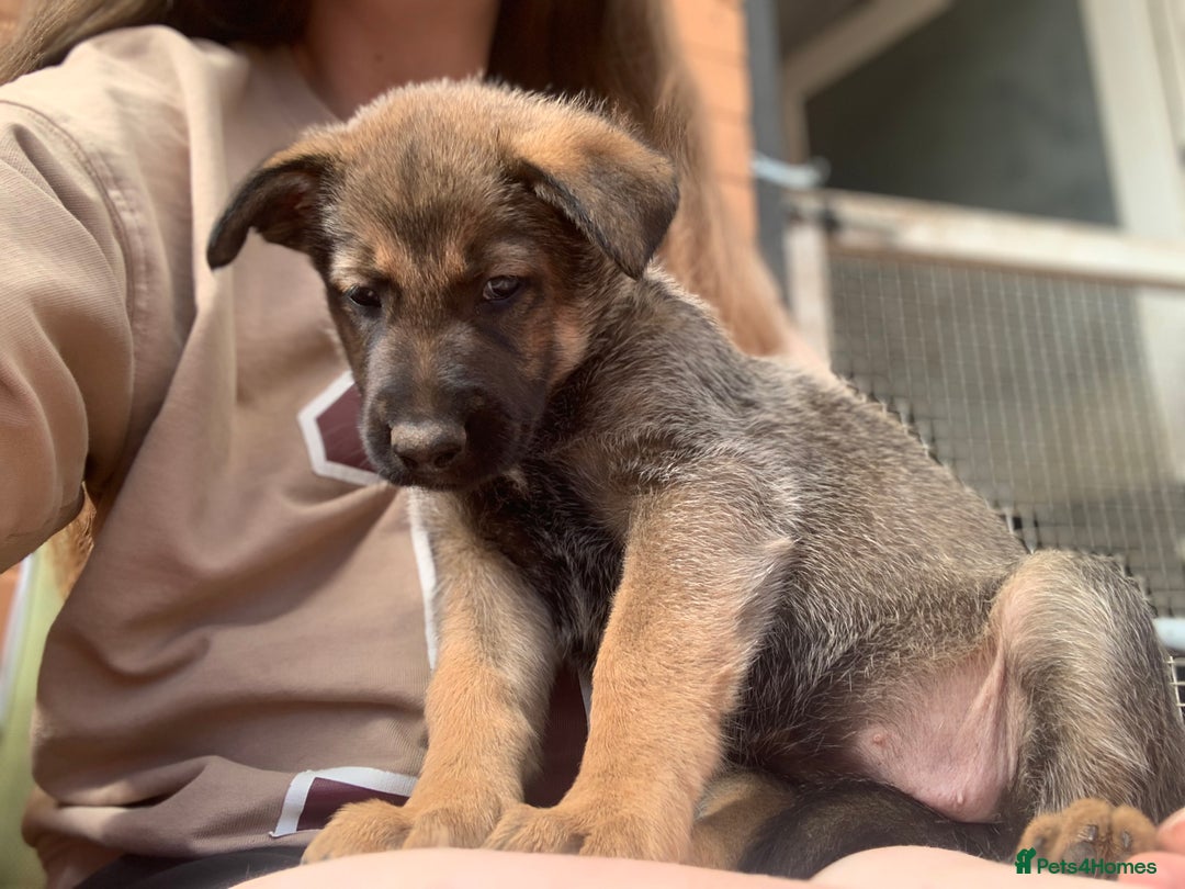 Mixed Breed dogs for sale: German Shepard X Dutch Herder Puppies - Image 16