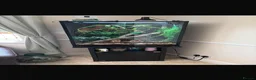 Chameleon reptiles for sale: Western Green Chameleon Male  in Grantham - Advert 6
