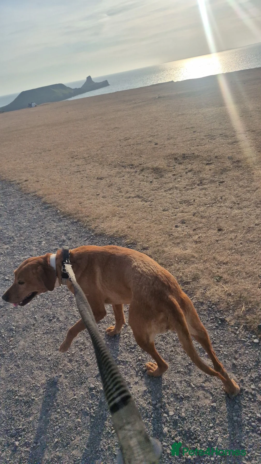 Labrador Retriever dogs for sale: KC 7yo Female Labrador - Advert 2