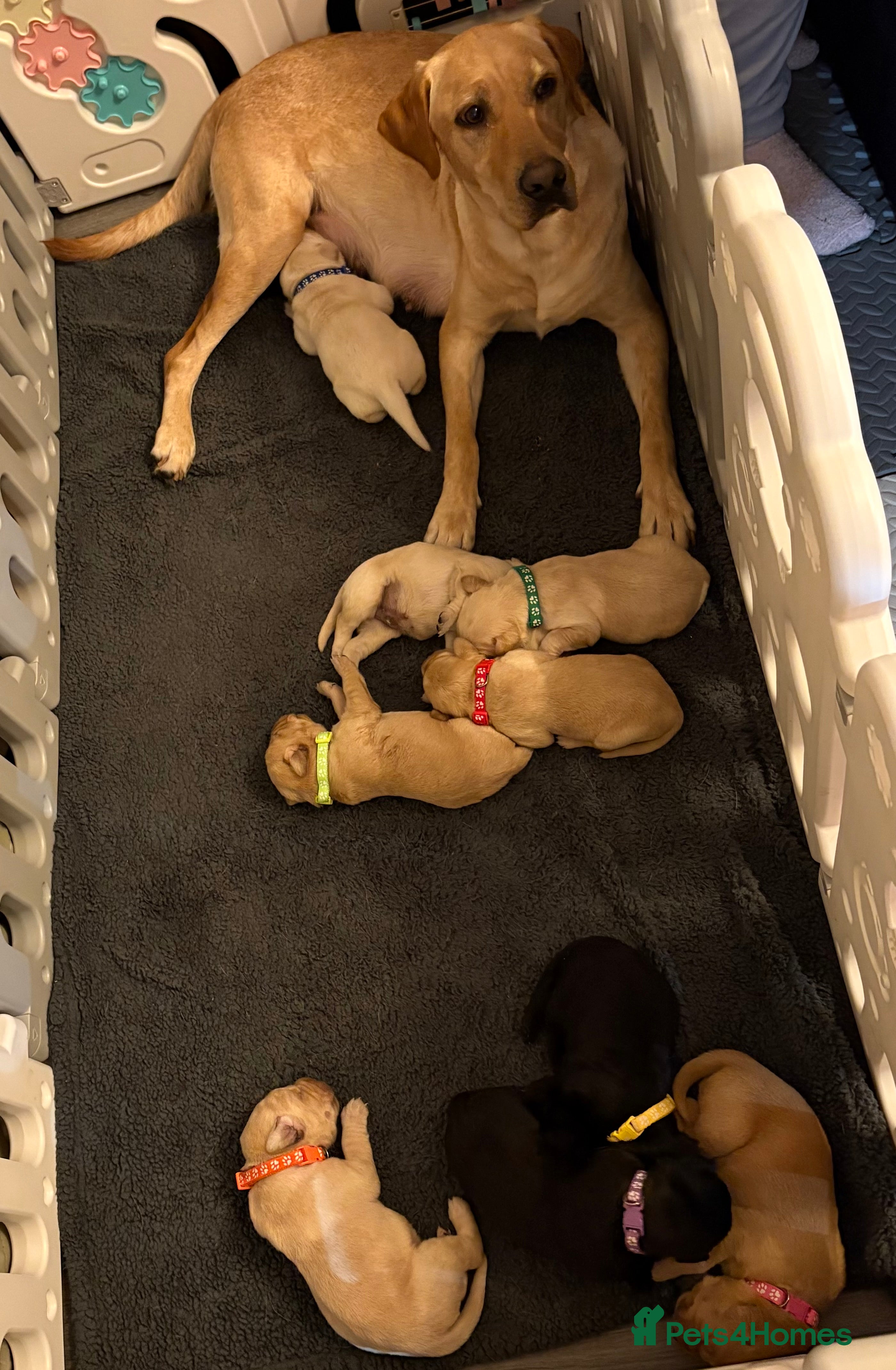 Labrador Retriever dogs Labrador Retriever Puppies for Sale 🐾 - Advert 13