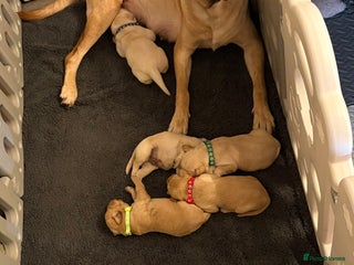 Labrador Retriever dogs Labrador Retriever Puppies for Sale 🐾 - Advert 13