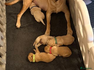 Labrador Retriever dogs Labrador Retriever Puppies for Sale 🐾 - Advert 1