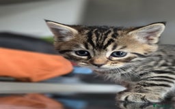 Bengal cats for sale: Kittens x bengal  - Image 8