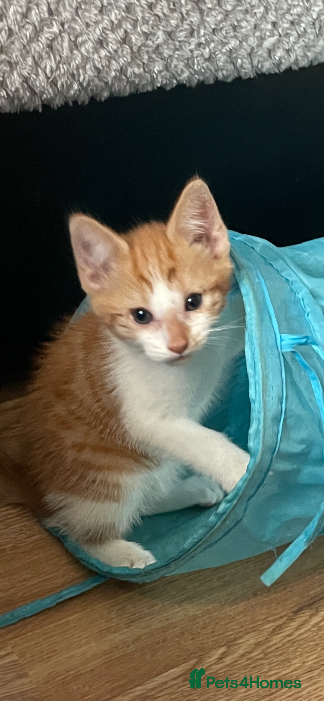 Mixed Breed cats for sale: Kittens Looking for a forever family  - Advert 2