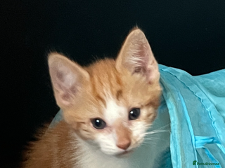 Mixed Breed cats Kittens Looking for a forever family - Advert 1