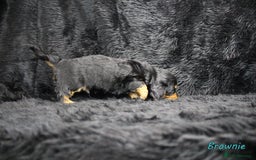 Miniature Dachshund dogs for sale: KC PRA Clear Mini Longhair Daxies – Dapple - Advert 5