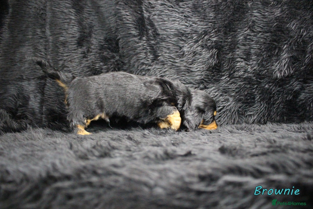 Miniature Dachshund dogs for sale: KC PRA Clear Mini Longhair Daxies – Dapple - Advert 5