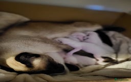 Siamese cats for sale: Old Style Siamese Kittens. Raised with love & care - Image 13