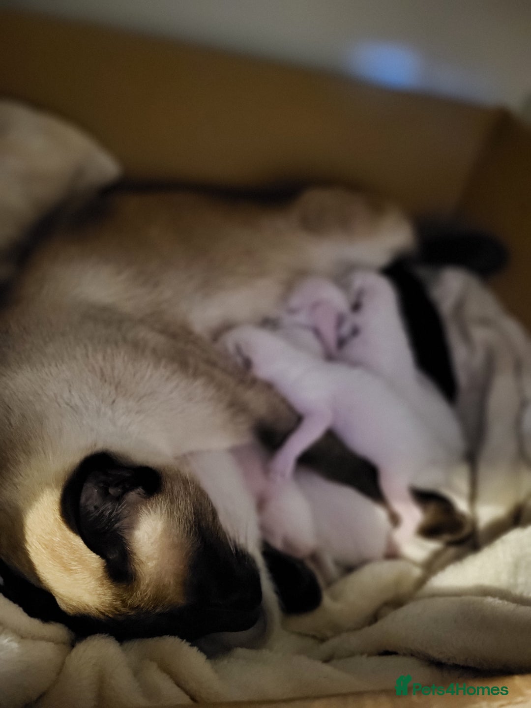 Siamese cats for sale: Old Style Siamese Kittens. Raised with love & care - Image 13