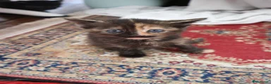 tortoiseshell boy