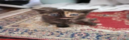 Mixed Breed cats for sale: 4 kittens, 2 boys 2 girls  - Advert 9