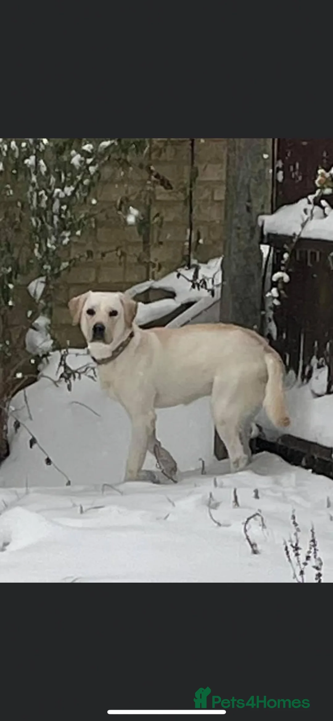 Mixed Breed dogs for sale: Labrador x Fluffy French Bulldog in Sudbury - Advert 24