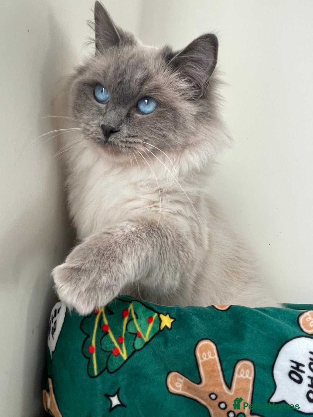 Ragdoll cats for sale: Stunning Blue point Ragdoll - Advert 2