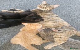 Domestic Shorthair cats for sale: Beautiful Family Friendly Tabby's - Image 8
