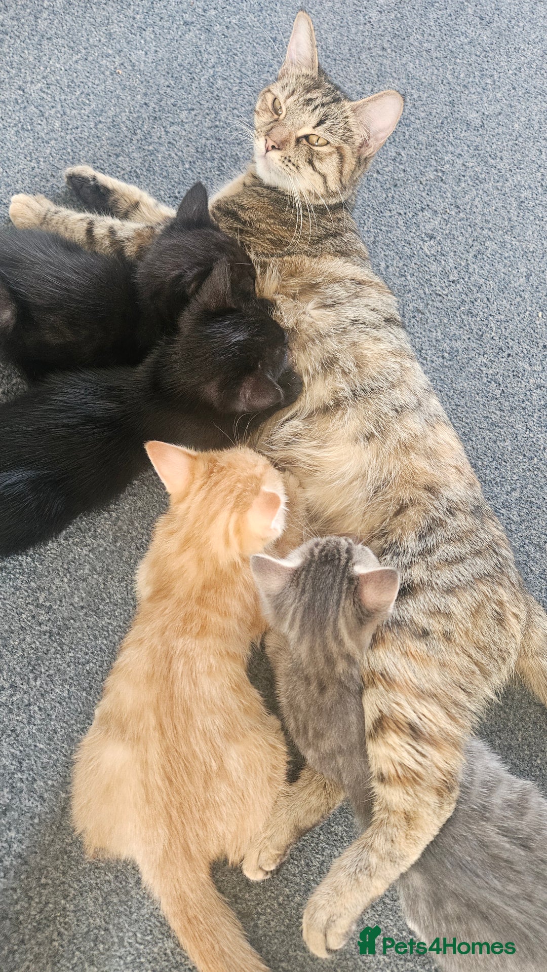 Domestic Shorthair cats for sale: Beautiful Family Friendly Tabby's - Image 8
