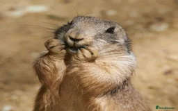 Mixed Breed rodents for sale: 2 male and 1 female prairie dogs for sale - Image 1