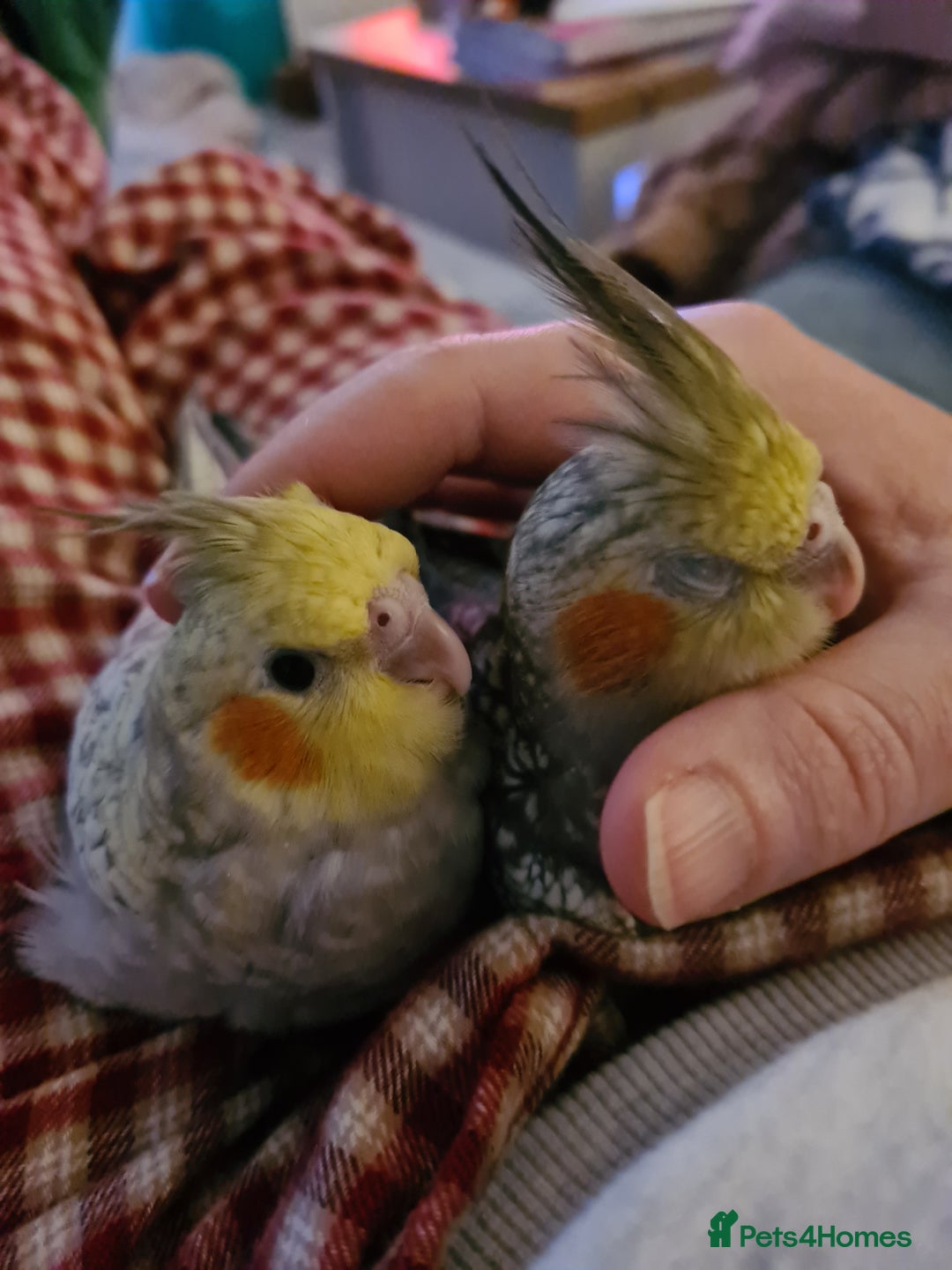 Cockatiels birds for sale: One Male, One Female Hand-Tame Sweet Cockatiels - Advert 1