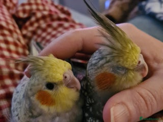 Cockatiels birds One Male, One Female Hand-Tame Sweet Cockatiels - Advert 1